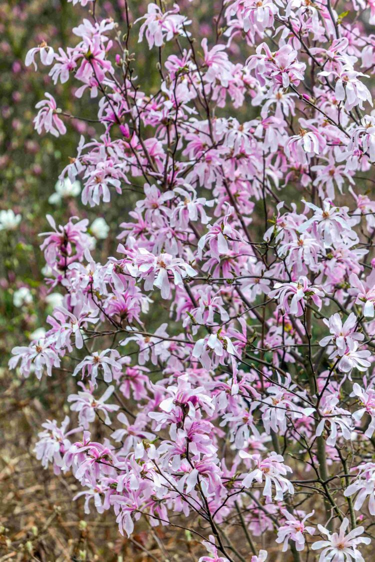 MANY PINK FLOWERS ON A MATURE MAGNOLIA SRELLATA ROSEA PLANT