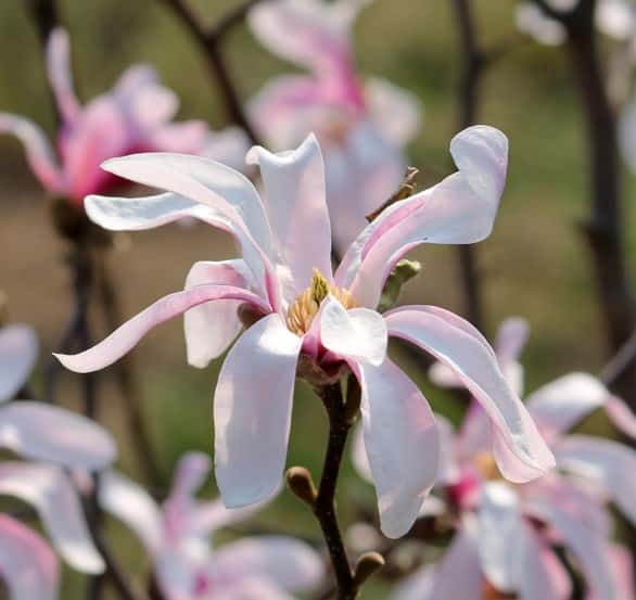 MAGNOLIA STELLATA ROSEA FLOWER DETAIL