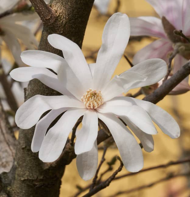 MAGNOLIA STELLATA WATER LILY FLOWER DETAIL