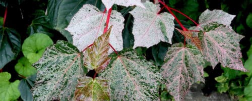 BUY ACER CONSPICUUM RED FLAMINGO GARDEN TREES ONLINE FROM HOPES GROVE NURSERIES