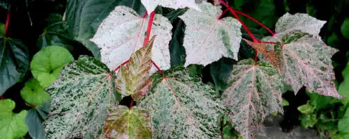 BUY ACER CONSPICUUM RED FLAMINGO GARDEN TREES ONLINE FROM HOPES GROVE NURSERIES