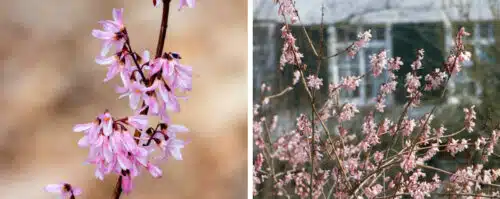 BUY ABELIOPHYLLUM DISTICHUM ROSEUM SHRUBS ONLINE FROM HOPES GROVE NURSERIES