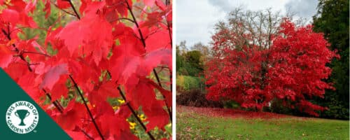 BUY ACER RUBRUM OCTOBER GLORY GARDEN TREES ONLINE FROM HOPES GROVE NURSERIES