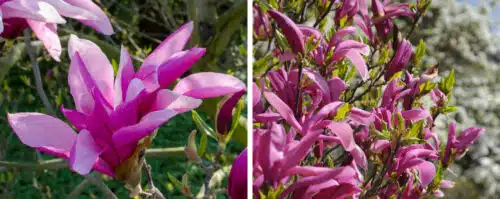 BUY MAGNOLIA BETTY GARDEN TREES ONLINE FROM HOPES GROVE NURSERIES