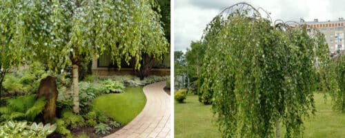 BUY BETULA PENDULA YOUNGII YOUNGS WEEPING BIRCH GARDEN TREES ONLINE FROM HOPES GROVE NURSERIES