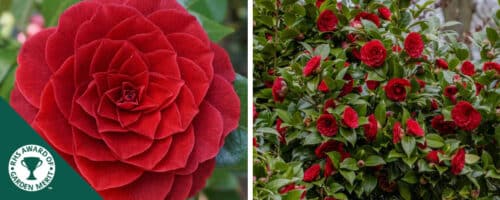 BUY CAMELLIA BLAck lace plants online from hopes grove nurseries