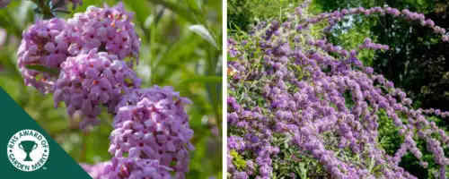 BUY BUDDLEJA ALTERNIFOLIA SHRUBS ONLINE FROM HOPES GROVE NURSERIES. tOP QUALITY PLANTS DELIVERED NATIONWIDE FROM OUR AWARD WINNING NURSERY