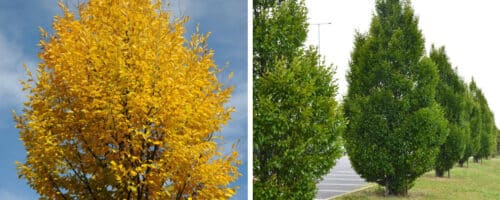 BUY CARPINUS BETULUS FRANS FONTAINE TREES ONLINE FROM HOPES GROVE NURSERIES