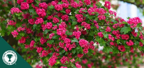 BUY CRATAEGUS X MEDIA PAULS SCARLET GARDEN TREES ONLINE FROM HOPES GROVE NURSERIES