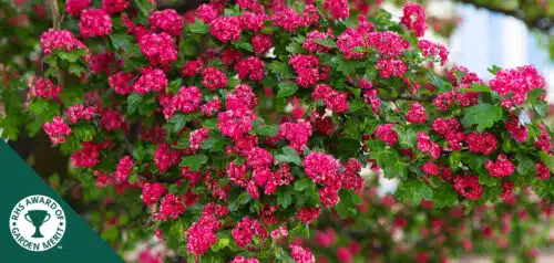 BUY CRATAEGUS X MEDIA PAULS SCARLET GARDEN TREES ONLINE FROM HOPES GROVE NURSERIES