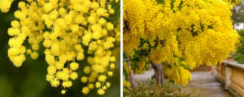 BUY ACACIA DEALBATA GAULOIS ASTIER GARDEN TREES ONLINE FROM HOPES GROVE NURSERIES