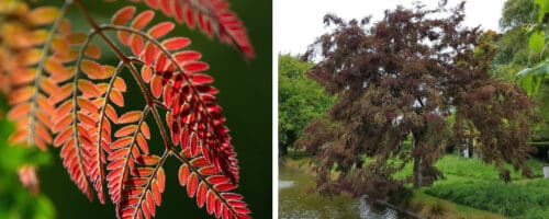 BUY GLEDITSIA RUBYLACE TREES ONLINE FROM HOPES GROVE NURSERIES