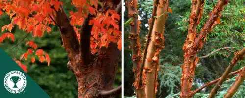 BUY ACER GRISEUM PAPERBARK MAPLE GARDEN TREES ONLINE FROM HOPES GROVE NURSERIES
