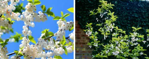 BUY HALESIA GARDEN TREES ONLINE FROM HOPES GROVE NURSERIES