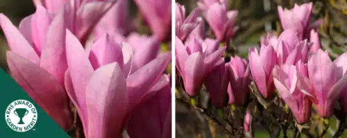 BUY MAGNOLIA HEAVEN SCENT GARDEN TREES ONLINE FROM HOPES GROVE NURSERIES