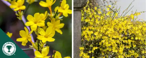 BUY WINTER JASMINE JASMINUM NUDIFLORUM SHRUBS ONLINE FROM HOPES GROVE NURSERIES