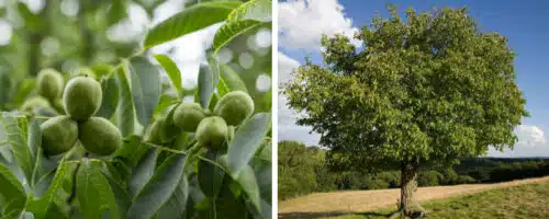 BUY ENGLISH WALNUT JUGLANS REGIA GARDEN TREES ONLINE FROM HOPES GROVE NURSERIES