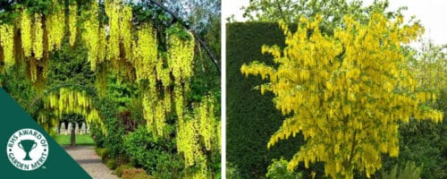 BUY LABURNUM X WATERERI VOSSII GARDEN TREES ONLINE FROM HOPES GROVE NURSERIES