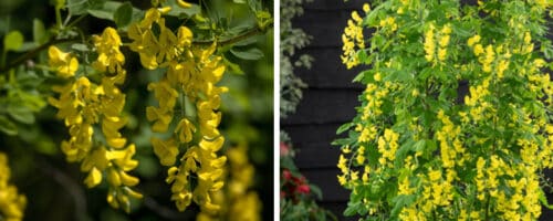 BUY LABURNUM ANAGYROIDES YELLOW ROCKET TREES ONLINE FROM HOPES GROVE NURSERIES