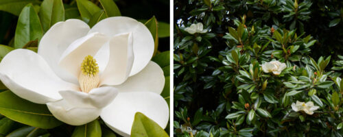 BUY MAGNOLIA GRANDIFLORA ONLINE FROM HOPES GROVE NURSERIES