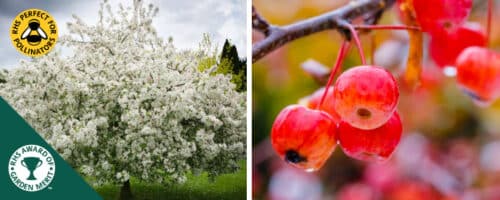BUY MALUS EVERESTE FLOWERING CRABAPPLE TREES ONLINE FROM HOPES GROVE NURSERIES