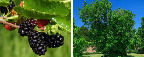 BUY BLACK MULBERRY TREES ONLINE FROM HOPES GROVE NURSERIES MORUS NIGRA