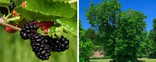 BUY BLACK MULBERRY TREES ONLINE FROM HOPES GROVE NURSERIES MORUS NIGRA