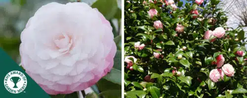 BUY CAMELLIA NUCCIOS PEARL PLANTS ONLINE FROM HOPES GROVE NURSERIES