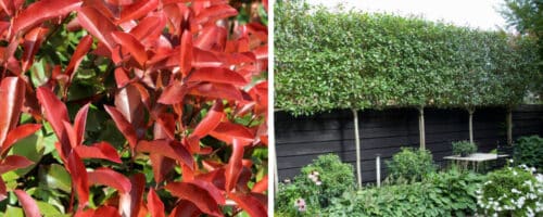 BUY PLEACHED PHOTINIA RED ROBIN TREES ONLINE FROM HOPES GROVE NURSERIES