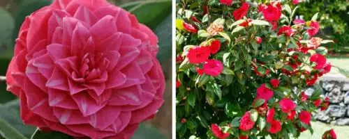 BUY CAMELLIA PRINCESS BACIOCCHI PLANTS ONLINE FROM HOPES GROVE NURSERIES