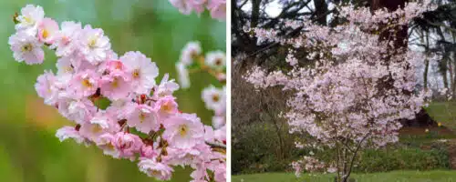 BUY AUTUMN FLOWERING CHERRY TREES PRUNUS SUBHIRTELLA AUTUMNALIS ROSEA ONLINE FROM HOPES GROVE NURSERIES