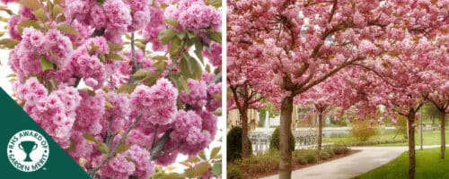 BUY PRUNUS KANZAN FLOWERING CHERRY TREES ONLINE FROM HOPES GROVE NURSERIES