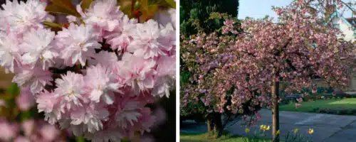BUY CHEALS WEEPING CHERRY TREES ONLINE FROM HOPES GROVE NURSERIES. PRUNUS KIDU SHIDARE ZAKURA