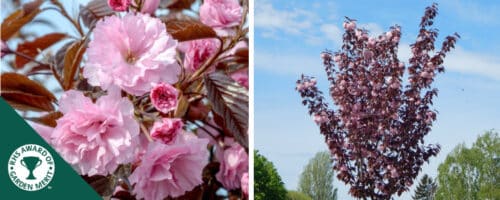 BUY ROYAL BURGUNDY FLOWERING CHERRY TREES ONLINE FROM HOPES GROVE NURSERIES