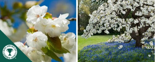 BUY MOUNT FUJI FLOWERING CHERRY TREES ONLINE FROM HOPES GROVE NURSERIES PRUNUS SHIROTAE