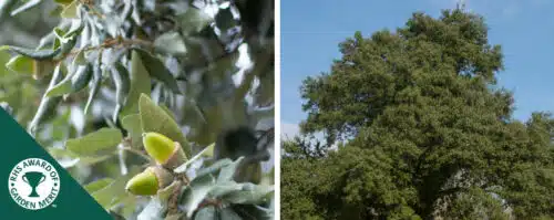 BUY EVERGREEN OAK QUERCUS ILEX TREES ONLINE FROM HOPES GROVE NURSERIES