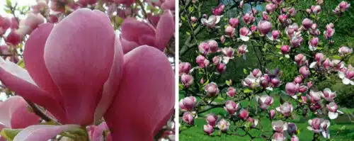 BUY MAGNOLIA SOULANGIANA RUSTICA RUBRA PLANTS ONLINE FROM HOPES GROVE NURSERIES