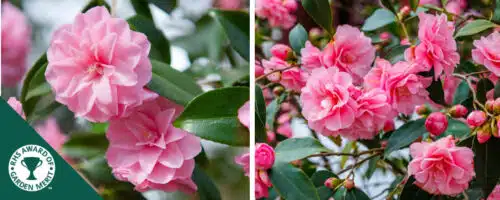 BUY CAMELLIA SPRING FESTIVAL PLANTS ONLINE FROM HOPES GROVE NURSERIES