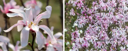 BUY MAGNOLIA SRELLATA ROSEA PLANTS ONLINE FROM HOPES GROVE NURSERIES