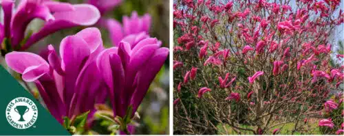 BUY MAGNOLIA STELLATA SUSAN GARDEN TREES ONLINE FROM HOPES GROVE NURSERIES