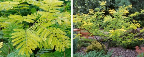BUY GLEDITSIA TRIACANTHOS SUNBURST TREES ONLINE FROM HOPES GROVE NURSERIES