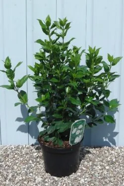 Viburnum Tinus Eve Price Potted Hedging 40-60cm 192-0in