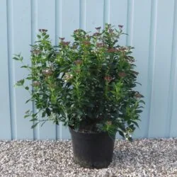 Viburnum Tinus Potted Hedging 50-60cm 240-0in