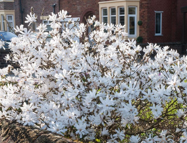 FLOWERING MAGNOLIA STELLATA WATER LILY PLANT IN A FRONT GARDEN