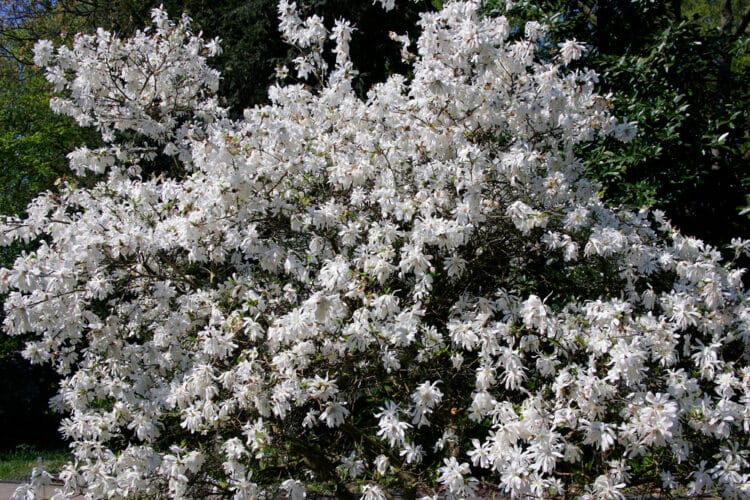 MATURE MAGNOLIA STELLATA WATER LILY PLANT WITH MANY WHITE FLOWERS
