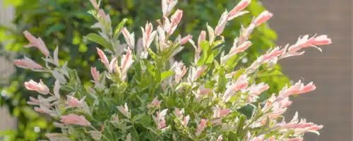 BUY FLAMINGO WILLOW SALIX INTEGRA HAKURO NISHIKI TREES ONLINE FROM HOPES GROVE NURSERIES