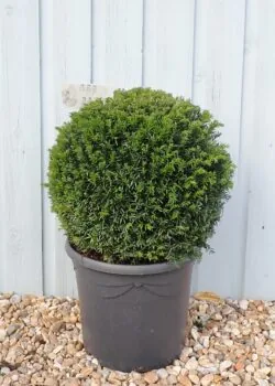 Yew English Yew Ball Shape Potted Topiary 45-50cm 216-0in