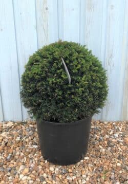 Yew English Yew Ball Shape Potted Topiary  600-0in