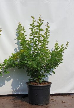 Berberis Green Potted Hedging 30-50cm 144-0in