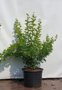Berberis Green Potted Hedging 30-50cm 144-0in